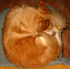 Firefox